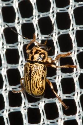  Pachybrachis pallidulus Suffrian, 1851