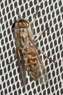  Tabanus glaucopis Meigen, 1820