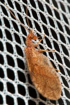  Micromus angulatus (Stephens, 1836)