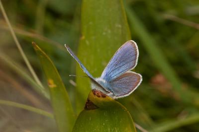 Azuré des Anthyllides (L'), Demi-Argus (Le), Argus Cyaniris semiargus (Rottemburg, 1775)