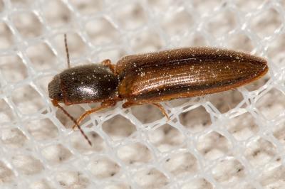  Athous vittatus (Fabricius, 1792)