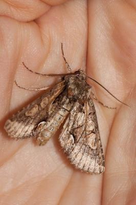 Aubépinière (L') Allophyes oxyacanthae (Linnaeus, 1758)