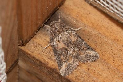 Bryophile lupuline (La) Bryophila ravula (Hübner, 1813)