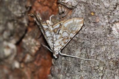  Elophila nymphaeata (Linnaeus, 1758)