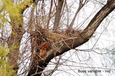Buse variable Buteo buteo (Linnaeus, 1758)