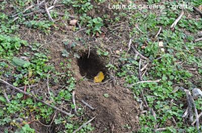 Lapin de garenne Oryctolagus cuniculus (Linnaeus, 1758)