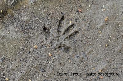 Écureuil roux Sciurus vulgaris Linnaeus, 1758