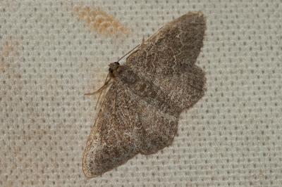Veinée (La) Cataclysme riguata (Hübner, 1813)
