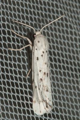 Crible (Le) Coscinia cribraria (Linnaeus, 1758)