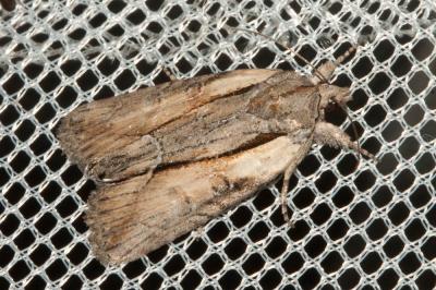 Bryophile fraisillée (La) Bryophila raptricula (Denis & Schiffermüller, 1775)