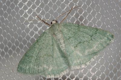 Hémithée du Genêt (L') Pseudoterpna pruinata (Hufnagel, 1767)
