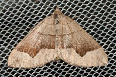 Ortholite anguleuse (L') Scotopteryx angularia (Villers, 1789)