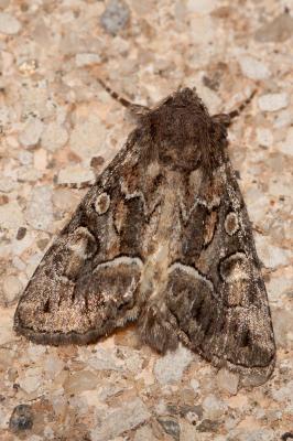 Noctuelle cythérée (La) Thalpophila matura (Hufnagel, 1766)