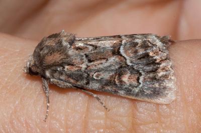 Noctuelle cythérée (La) Thalpophila matura (Hufnagel, 1766)
