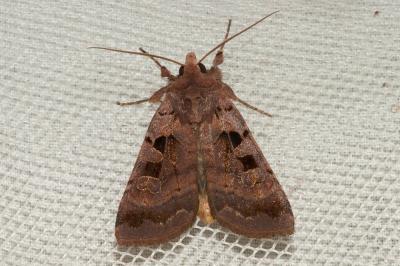 Noctuelle rhomboïde (La) Xestia stigmatica (Hübner, 1813)
