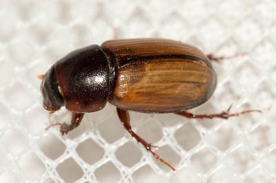  Bodilopsis sordida (Fabricius, 1775)