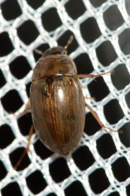 Enochrus testaceus (Fabricius, 1801)