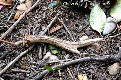 Chevreuil Capreolus capreolus (Linnaeus, 1758)