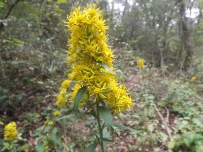 Solidage verge d'or, Herbe des Juifs Solidago virgaurea L., 1753
