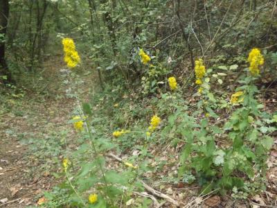Solidage verge d'or, Herbe des Juifs Solidago virgaurea L., 1753