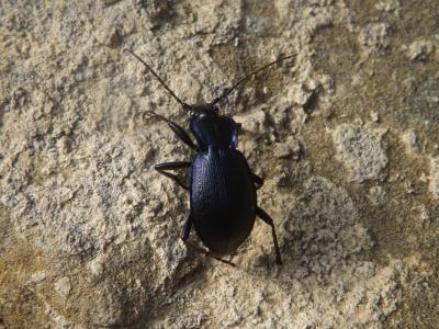 Carabe problématique Carabus problematicus Herbst, 1786