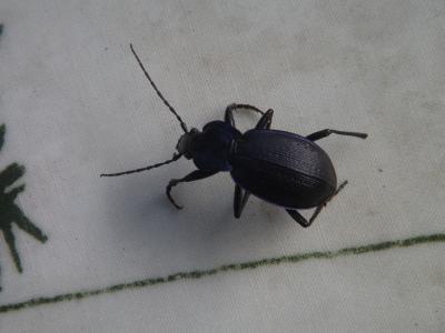 Carabe problématique Carabus problematicus Herbst, 1786