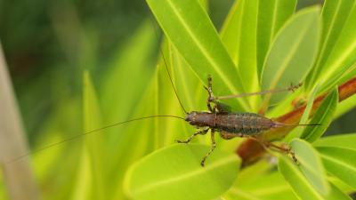 Decticelle annelée Rhacocleis annulata Fieber, 1853