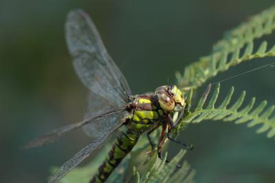 Aeschne bleue (L') Aeshna cyanea (O.F. Müller, 1764)