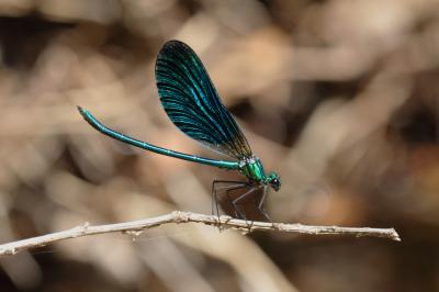 Caloptéryx vierge Calopteryx virgo (Linnaeus, 1758)