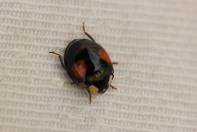 Coccinelle asiatique (la) Harmonia axyridis (Pallas, 1773)