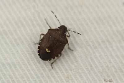  Holcostethus Fieber, 1861