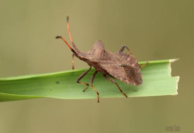 Corée marginée Coreus marginatus (Linnaeus, 1758)