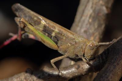 OEdipode automnale, Criquet farouche  Aiolopus strepens (Latreille, 1804)
