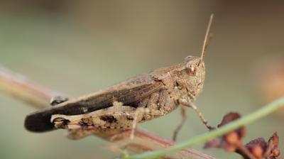 OEdipode automnale, Criquet farouche  Aiolopus strepens (Latreille, 1804)