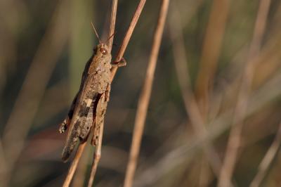 OEdipode automnale, Criquet farouche  Aiolopus strepens (Latreille, 1804)