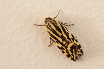 Arlequinette jaune (L') Acontia trabealis (Scopoli, 1763)