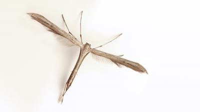  Emmelina monodactyla (Linnaeus, 1758)
