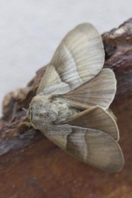 Bombyx de la Ronce (Le), Polyphage (La) Macrothylacia rubi (Linnaeus, 1758)