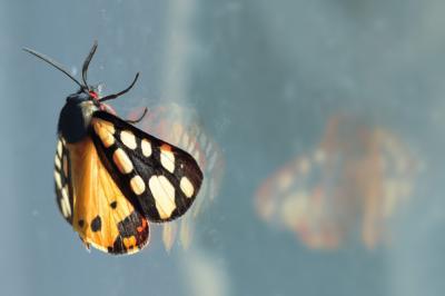 Ecaille fermière (L'), Ecaille villageoise (L') Arctia villica (Linnaeus, 1758)