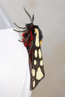 Ecaille fermière (L'), Ecaille villageoise (L') Arctia villica (Linnaeus, 1758)