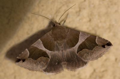 Passagère (La) Dysgonia algira (Linnaeus, 1767)