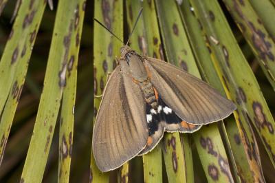 Bombyx du Palmier (Le) Paysandisia archon (Burmeister, 1880)