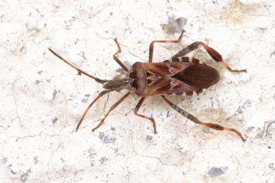 Punaise americaine du pin, Punaise du pin, Leptogl Leptoglossus occidentalis Heidemann, 1910