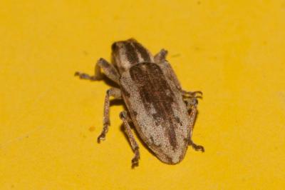  Sitona discoideus Gyllenhal, 1834
