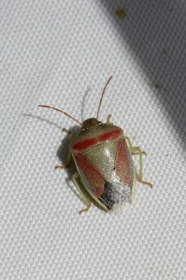  Piezodorus lituratus (Fabricius, 1794)