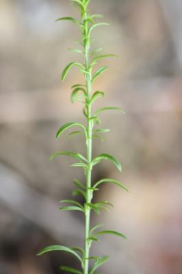 Anarrhine à feuilles de pâquerette, Anarrhinante,  Anarrhinum bellidifolium (L.) Willd., 1800