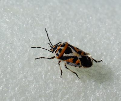  Eurydema ornata (Linnaeus, 1758)