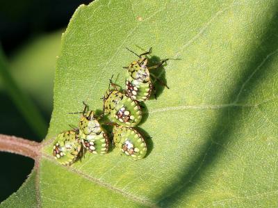 Punaise verte ponctuée Nezara viridula (Linnaeus, 1758)