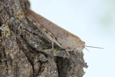 Criquet égyptien Anacridium aegyptium (Linnaeus, 1764)