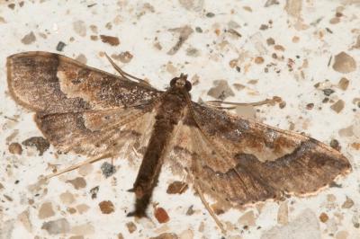  Hydriris ornatalis (Duponchel, 1832)